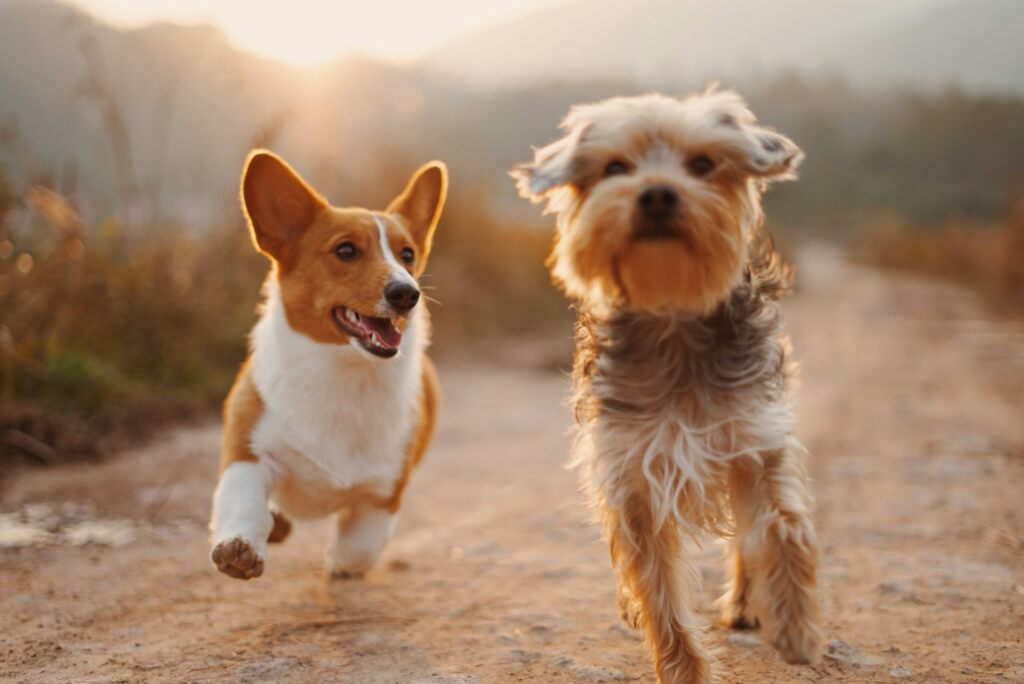 Hundeforsikring